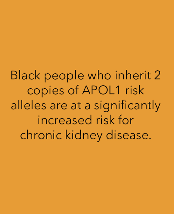 Yellow background with text that reads "Black people who inherit 2 copies of APOL1 risk alleles are at a significantly increased risk for chronic kidney disease."
