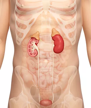 potassium and kidney